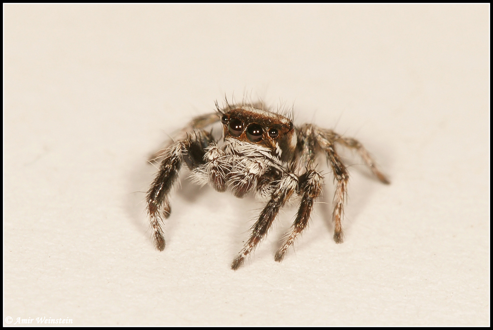 Salticidae  d''Israele - Help ID